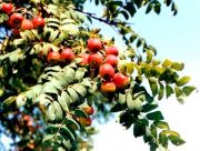 Sorbus domestica - Speierling Baum