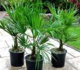 Trachycarpus fortunei - Hanfpalme