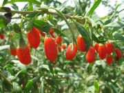 Lycium barbarum Sweet Lifeberry - Goji-Beeren Pflanze