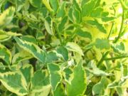 Sambucus nigra Madonna - Buntlaubiger Holunder Pflanze