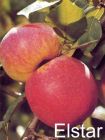 Malus domestica - Apfel Baum Elstar