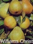 Pyrus communis - Birnen Baum Williams Christ