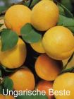 Prunus armeniaca - Aprikosen Baum Ungarische Beste
