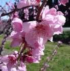 Prunus persica Rubira - Rotlaubiger Wildpfirsich Baum