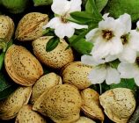 Prunus amygdalus dulcis - S��e Fruchtmandel Baum