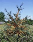 Hippophae rhamnoides Pollmix - M�nnliche Sanddorn Pflanze