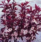 Prunus cistena - Zwerg-Blutpflaume Pflanze-/Baum