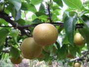 Pyrus pyrifolia Kumoi - Nashi-/Asien-/Apfelbirnen Baum