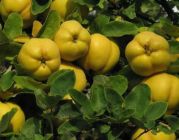 Cydonia oblonga - Apfelquitten Baum