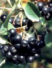 Aronia melanocarpa Viking - Apfelbeere Pflanze