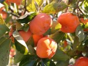 Djospyros kaki - Kaki-Baum Cioccolatino Rojo Brilliante Vaniglia Tipo Mela