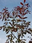 Juglans regia Purpurea - Rotbl�ttriger Walnussbaum