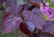 Cercis canadensis Forest Pansy - Roter Judasbaum