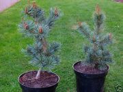 Pinus parviflora Glauca - Blaue M�dchen-Kiefer Baum