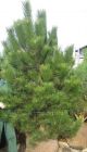 Pinus nigra Austriaca - �sterreichische Schwarz-Kiefer Baum