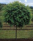 Robinia pseudoacacia Umbraculifera - Kugelakazien Baum