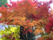Acer palmatum - Japanischer F�cher-Ahorn Baum