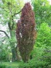 Fagus sylvatica Dawyck Purple - S�ulen-Blutbuchen Baum