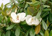 Magnolia grandiflora Exmouth - Immergr�ne Magnolie Pflanze-/Baum