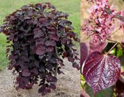 Cercis canadensis Ruby Falls - Roter H�nge-Judasbaum