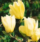 Magnolia Yellow River - Gelbe Magnolie Pflanze-/Baum