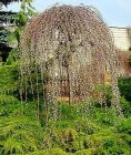 Salix caprea Kilmarnock (Pendula) - H�ngeweidek�tzchen Baum