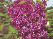 Syringa vulgaris Charles Joly - Edelflieder Pflanze-/Baum