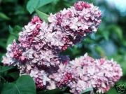 Syringa vulgaris Katharina  Havemeyer - Edelflieder Pflanze-/Baum
