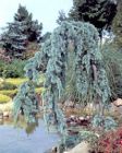 Cedrus atlantica Glauca Pendula - Blaue H�nge-Zeder Baum