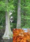Taxodium distichum - Sumpfzypresse Baum