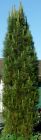 Pinus nigra Fastigiata - S�ulen-Schwarzkiefer Baum