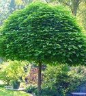 Catalpa bignonioides Nana - Kugel-Trompetenbaum