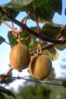 Actinidia chinensis Jenny - Kiwi/Chinesische Stachelbeere Pflanze