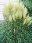 Cortaderia selloana - Pampasgras Weiss