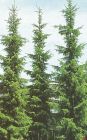 Picea omorika - Serbischen Fichte Hecke-/Pflanze-/Baum