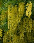 Laburnum watereri Vossii - Goldregen Pflanze-/Baum