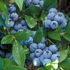 Vaccinium corymbosum Bluecrop - Heidel-/Blaubeeren Pflanze
