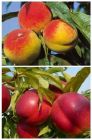 Prunus persica - Duo-Pfirsich Baum Benedicte und Nektarine Nectared