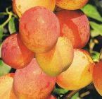 Prunus Aprimira - Aprikosenmirabellen Baum