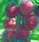 Prunus domestica - S�ulen-Mirabellen Baum Ruby