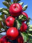Malus domestica - S�ulen-Apfel Baum Red River