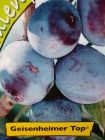 Prunus domestica - S�ulen-Pflaumen Baum Geisenheimer Top