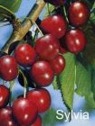 Prunus avium - S�ulen-S��kirschen Baum Sylvia