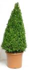 Buxus sempervirens - Buchsbaum-Pyramide
