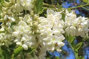 Robinia pseudoacacia - Scheinakazien Baum