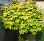 Acer platanoides Golden Globe - Gold Kugel-Ahorn Baum