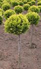 Chamaecyparis lawsoniana Ivonne - Gelbe Scheinzypresse - Kugel-Stamm