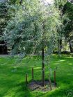 Pyrus salicifolia Pendula - Weidenbl�ttriger H�nge-Birnen Baum
