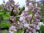 Syringa vulgaris Beauty of Moscow - Edelflieder Pflanze-/Baum