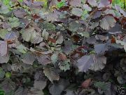 Corylus maxima Purpurea - Echte Bluthaselnuss Pflanze-/Baum